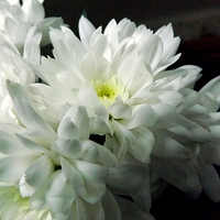 Buy canvas prints of White Chrysanthemum Flower 2 by Bill Lighterness