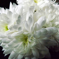 Buy canvas prints of White Chrysanthemum Flowers 4 by Bill Lighterness