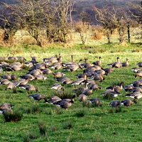 Buy canvas prints of Field full of Geese ! by Bill Lighterness