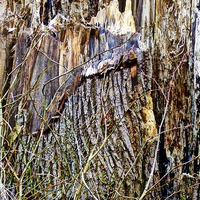 Buy canvas prints of The Old Broken Tree Stump by Bill Lighterness