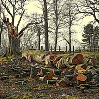 Buy canvas prints of The Fallen Oak Tree by Bill Lighterness