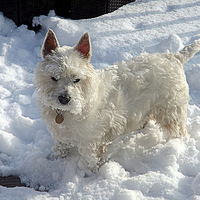 Buy canvas prints of White Dog , White Snow ! by Bill Lighterness