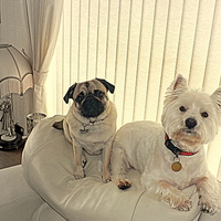 Buy canvas prints of The Westie and the Pug by Bill Lighterness