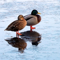 Buy canvas prints of Two Ducks , Icy Reflections by Bill Lighterness