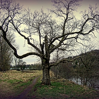 Buy canvas prints of Moody tree by the River by Bill Lighterness