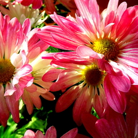 Buy canvas prints of Sunlight on the Pink Chrysanthemum by Bill Lighterness