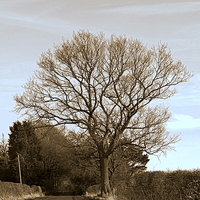 Buy canvas prints of The Tree Down the Lane by Bill Lighterness