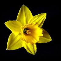 Buy canvas prints of The Iconic Spring Flower by Bill Lighterness