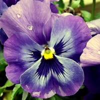 Buy canvas prints of The Pansy Flower up close by Bill Lighterness