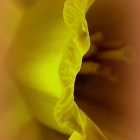 Buy canvas prints of Inside the Yellow Daffodil by Bill Lighterness