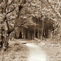 Buy canvas prints of Sepia Walk Through the Trees by Bill Lighterness
