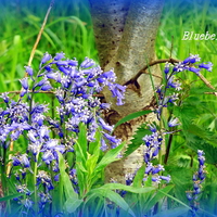 Buy canvas prints of Iconic Bluebells by Bill Lighterness