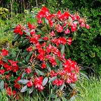 Buy canvas prints of Beautiful Red Rhododendron by Bill Lighterness