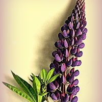 Buy canvas prints of Painted Purple Lupin by Bill Lighterness