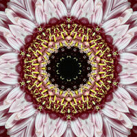 Buy canvas prints of Floral Kaleidoscope Art by Bill Lighterness