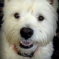 Buy canvas prints of Buddie the Westie by Bill Lighterness