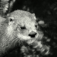 Buy canvas prints of Warm ? Just a little otter ! by Bill Lighterness