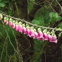 Buy canvas prints of  Foxglove in the Wild by Bill Lighterness