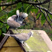 Buy canvas prints of  Doves a Cooing and Preening by Bill Lighterness