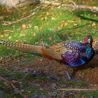 Buy canvas prints of  The Colourful Pheasant by Bill Lighterness