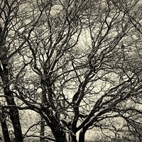 Buy canvas prints of  The Bare Winter Tree by Bill Lighterness