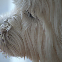 Buy canvas prints of  Westie or Yeti ? by Bill Lighterness