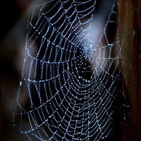 Buy canvas prints of  Droplets on the Spiders Web by Bill Lighterness