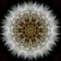 Buy canvas prints of  Dandelion Seedhead Circle by Bill Lighterness