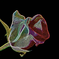 Buy canvas prints of  A Rose by any Other Name by Bill Lighterness