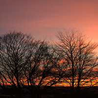 Buy canvas prints of  Sunset Through the Trees by Bill Lighterness