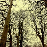 Buy canvas prints of  Leafless but not Lifeless by Bill Lighterness