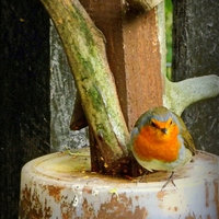 Buy canvas prints of  Robin on the Edge by Bill Lighterness