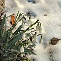 Buy canvas prints of  Snowdrops in the Snow by Bill Lighterness
