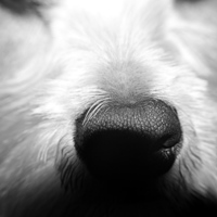 Buy canvas prints of  The Dogs Nose by Bill Lighterness
