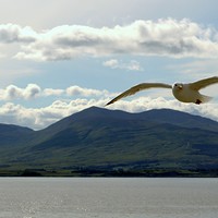 Buy canvas prints of Flying over Mull by Bill Lighterness