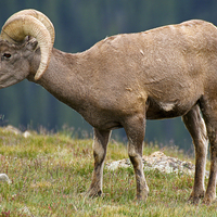 Buy canvas prints of Rocky Mountain Bighorn Ram by Mayo Fottral