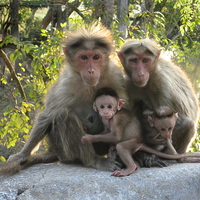 Buy canvas prints of Monkey Family by Sophia Yarwood