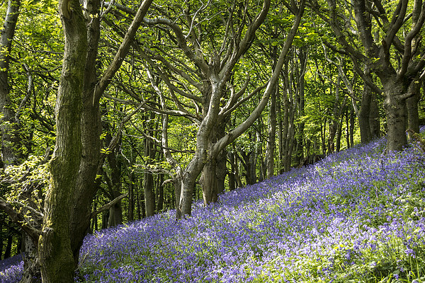 Bluebell Hill Picture Board by Purple OneTwoEight