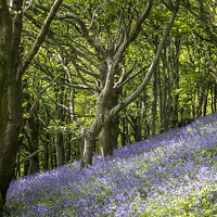 Buy canvas prints of Bluebell Hill by Purple OneTwoEight