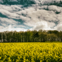 Buy canvas prints of Sky, Trees, Flowers by Purple OneTwoEight