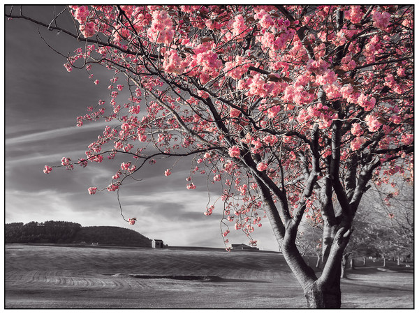 Pink Blossoms Picture Board by Purple OneTwoEight