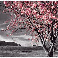 Buy canvas prints of Pink Blossoms by Purple OneTwoEight