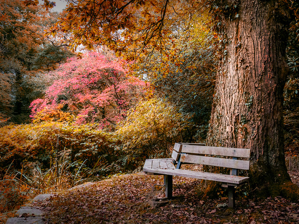 Seated in Autumn  Picture Board by Purple OneTwoEight
