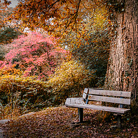 Buy canvas prints of Seated in Autumn  by Purple OneTwoEight