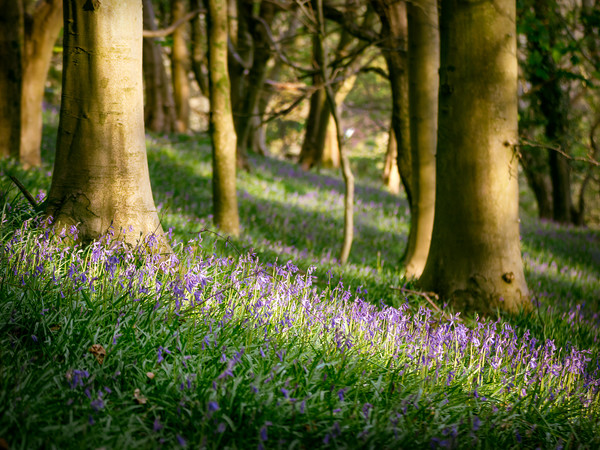 Bluebells Picture Board by Purple OneTwoEight