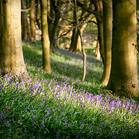 Buy canvas prints of Bluebells by Purple OneTwoEight