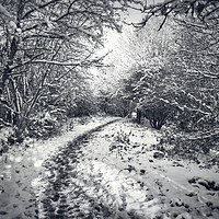 Buy canvas prints of Snow Path by Purple OneTwoEight