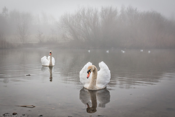 Swans in the Mist Picture Board by Purple OneTwoEight