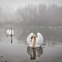 Buy canvas prints of Swans in the Mist by Purple OneTwoEight