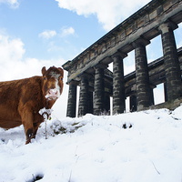 Buy canvas prints of cow in the snow by Glenn Potts